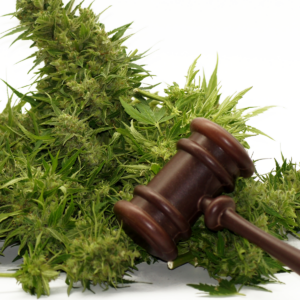 judge gavel and marijuana on white background